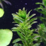 植栽から6日目　アナカリス